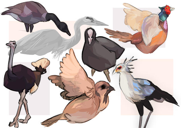 Several illustrations/studies of a different variety of birds